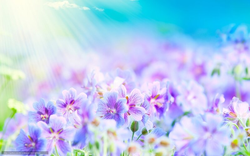 Sunlit purple flowers in field