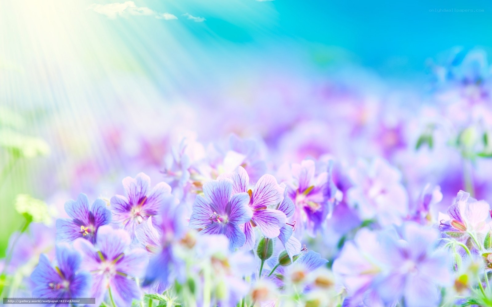 Sunlit purple flowers in field