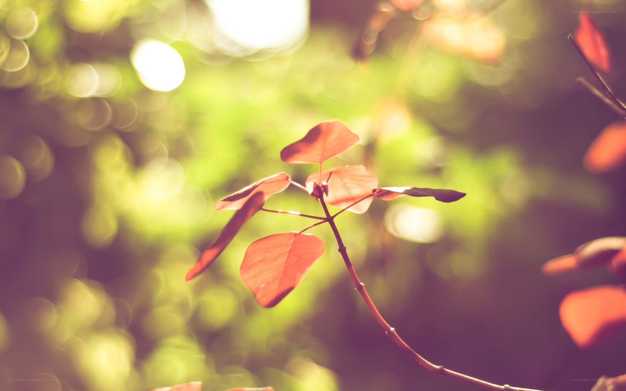Sunlit red leaves on a branch