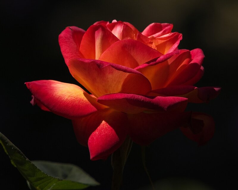 Sunlit red rose bloom