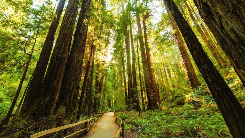 Sunlit redwood forest path