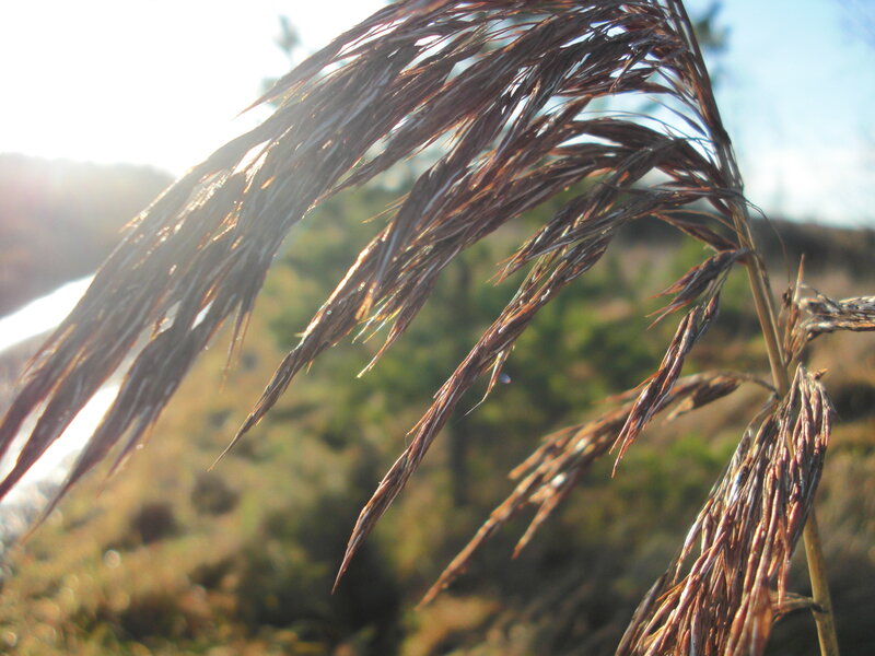 Sunlit reed in the breeze