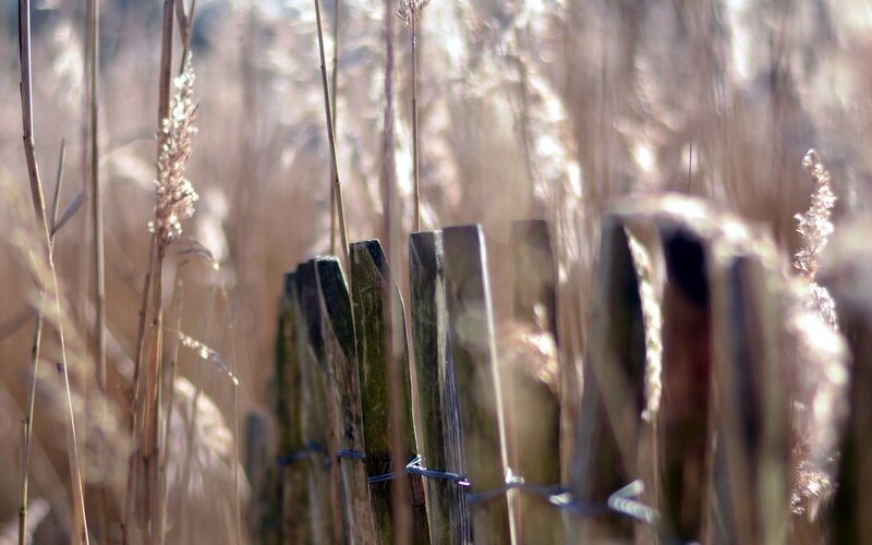Sunlit reeds and wooden fence