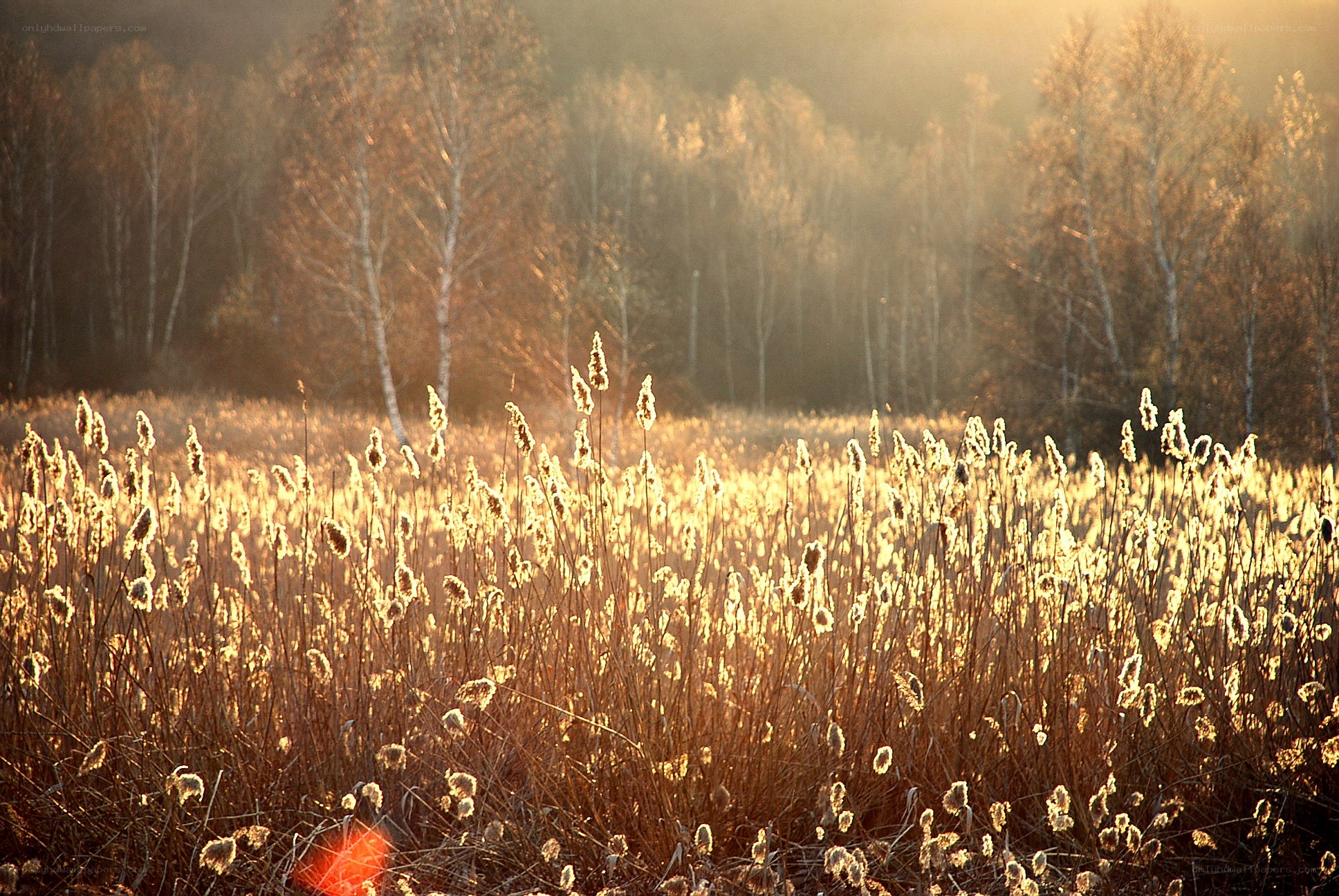 Sunlit reeds in autumn forest