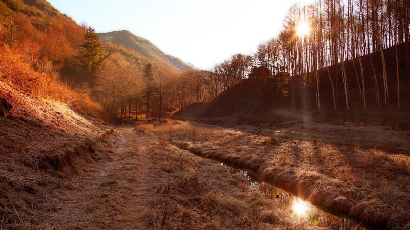 Sunlit River Path — Brown