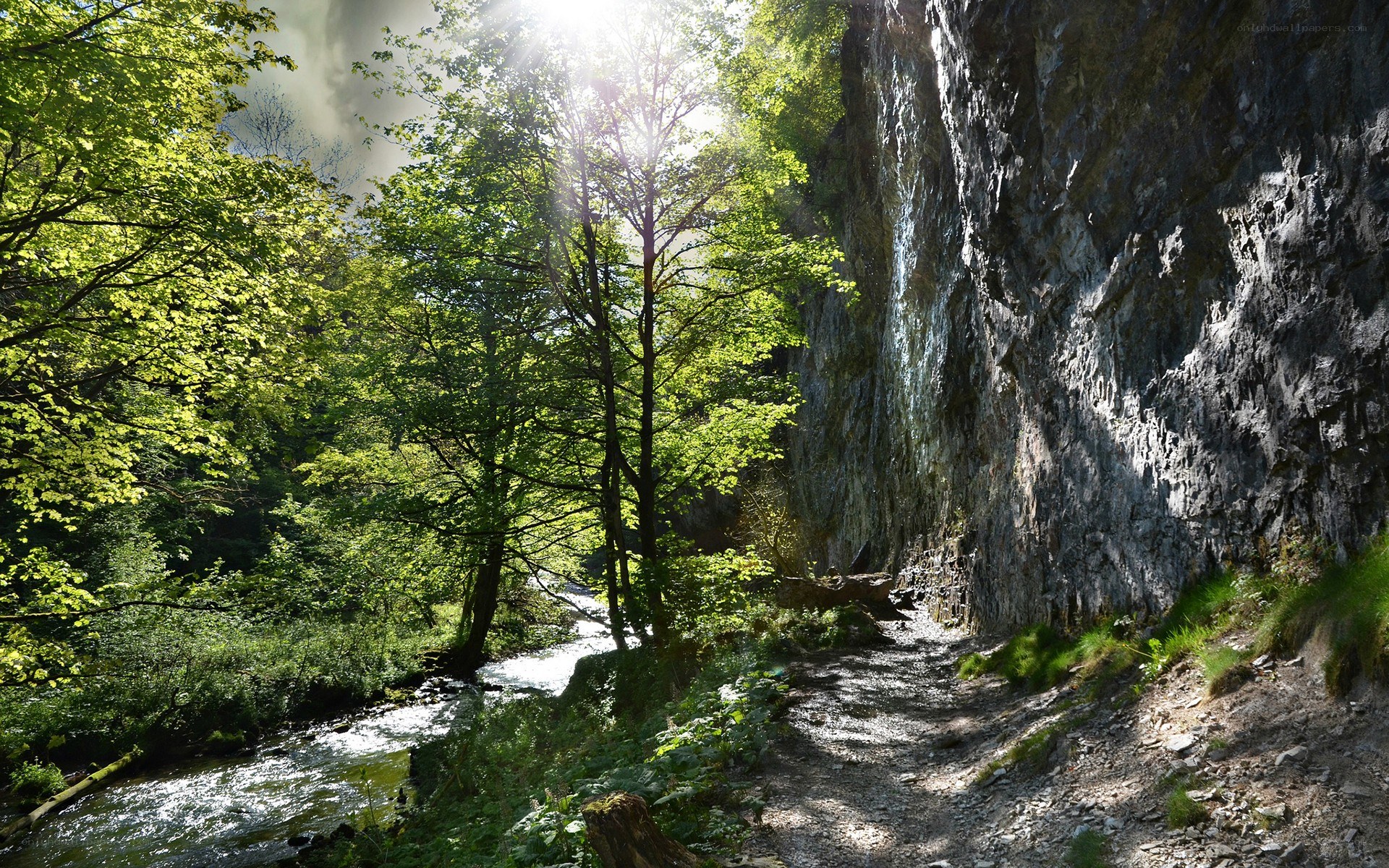 Sunlit river path in forest
