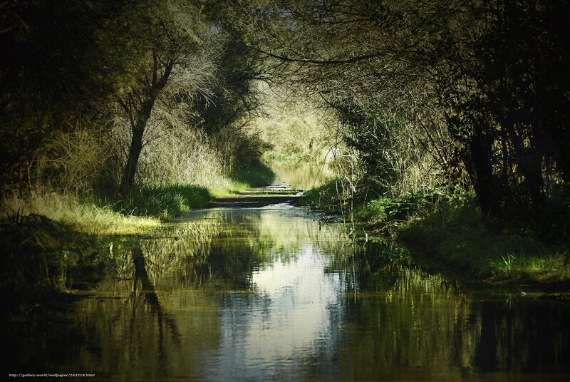 Sunlit river path through forest