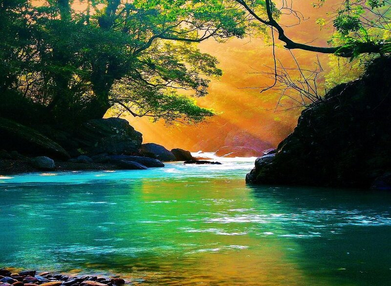 Sunlit river through forest