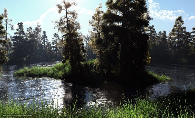 Sunlit river through forest