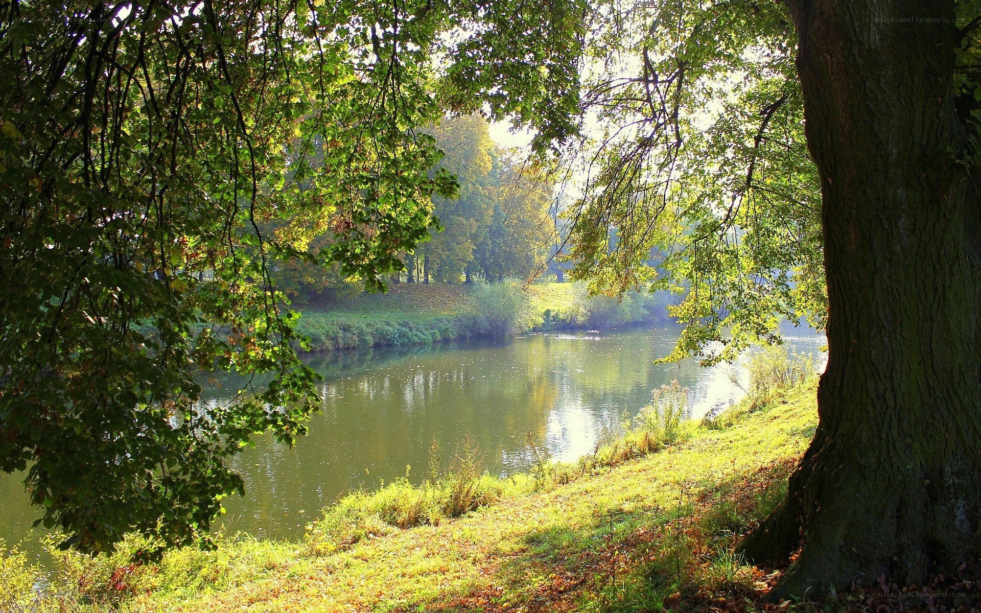 Sunlit river through trees