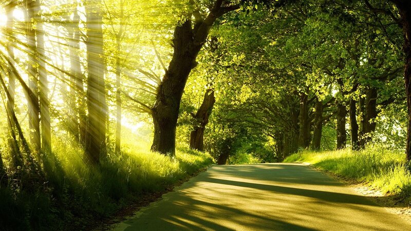 Sunlit Road in Forest — Green, Serene, Morning, Photograph
