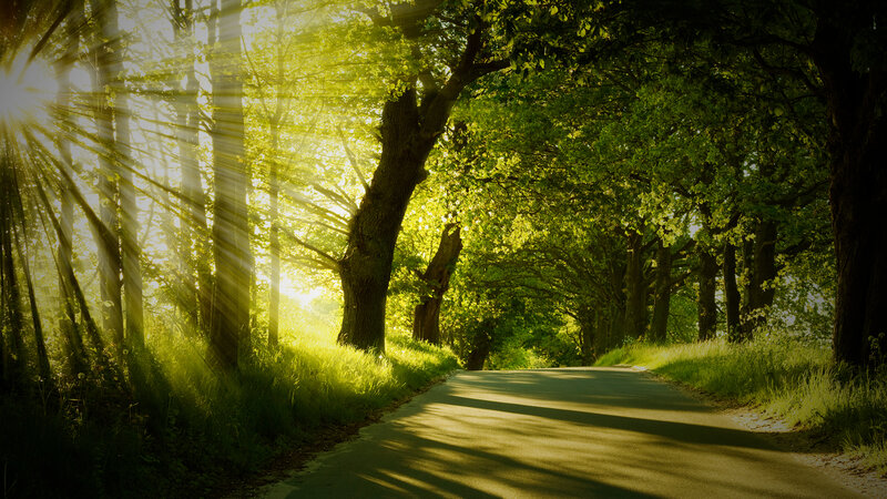 Sunlit Road in Forest — Green, Serene, Morning, Photograph, Trees, Grass, Sunlight