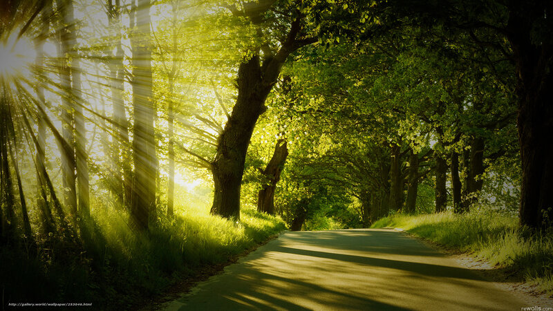 Sunlit Road in Forest — Green, Serene, Morning, Photograph, Trees, Grass