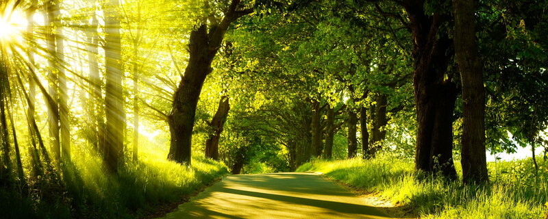 Sunlit Road in Forest — Green, Serene, Morning