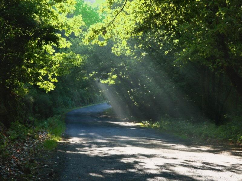 Sunlit Road in Forest — Green, Serene