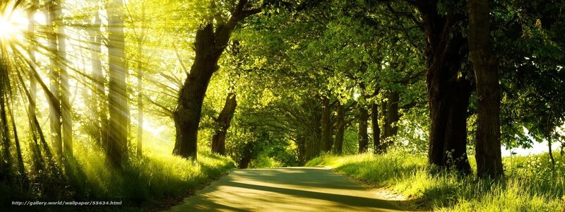 Sunlit Road in Forest — Green