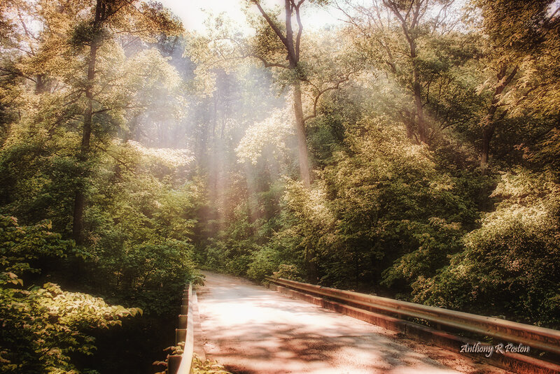 Sunlit Road in Forest