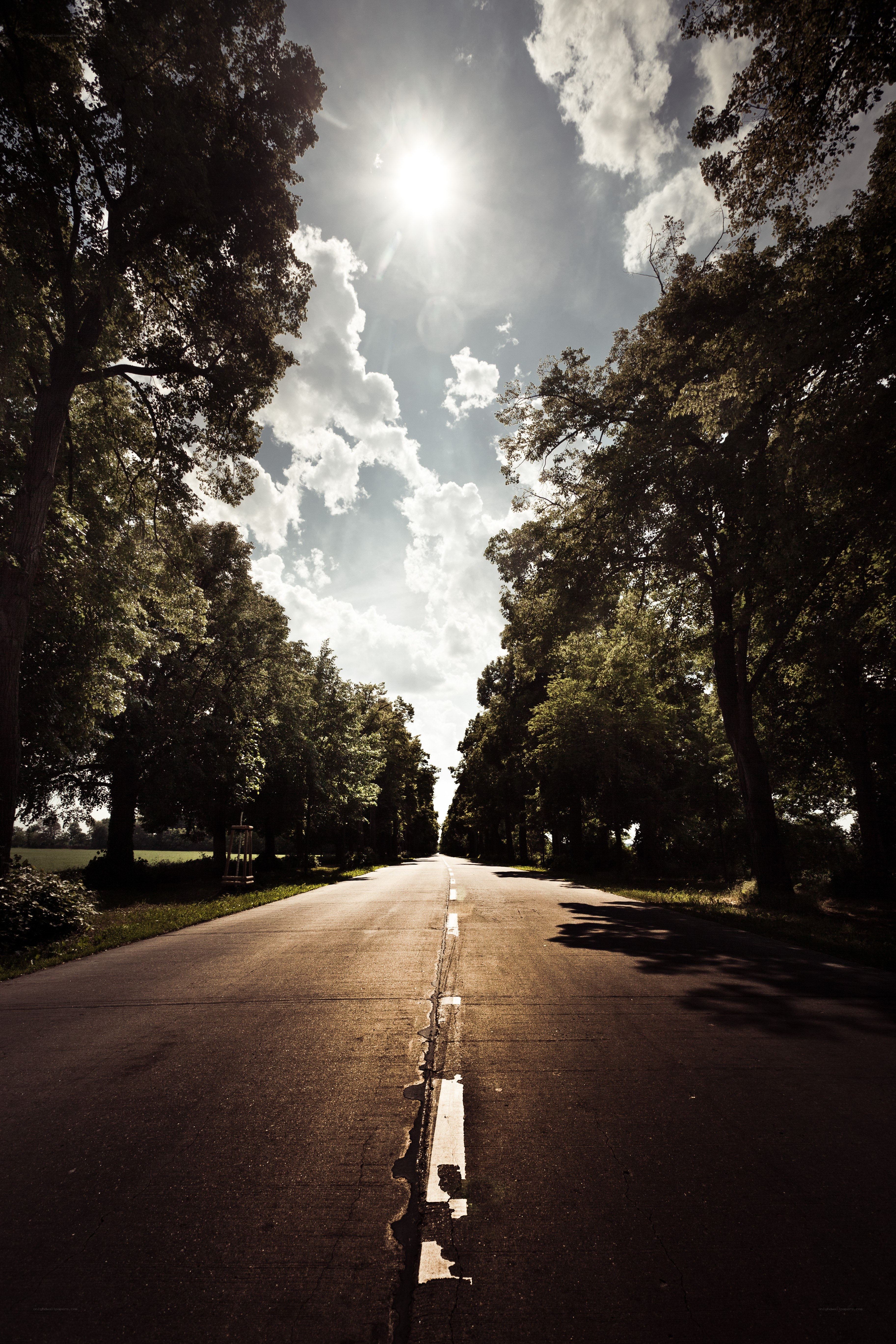 Sunlit road through a tree-lined avenue