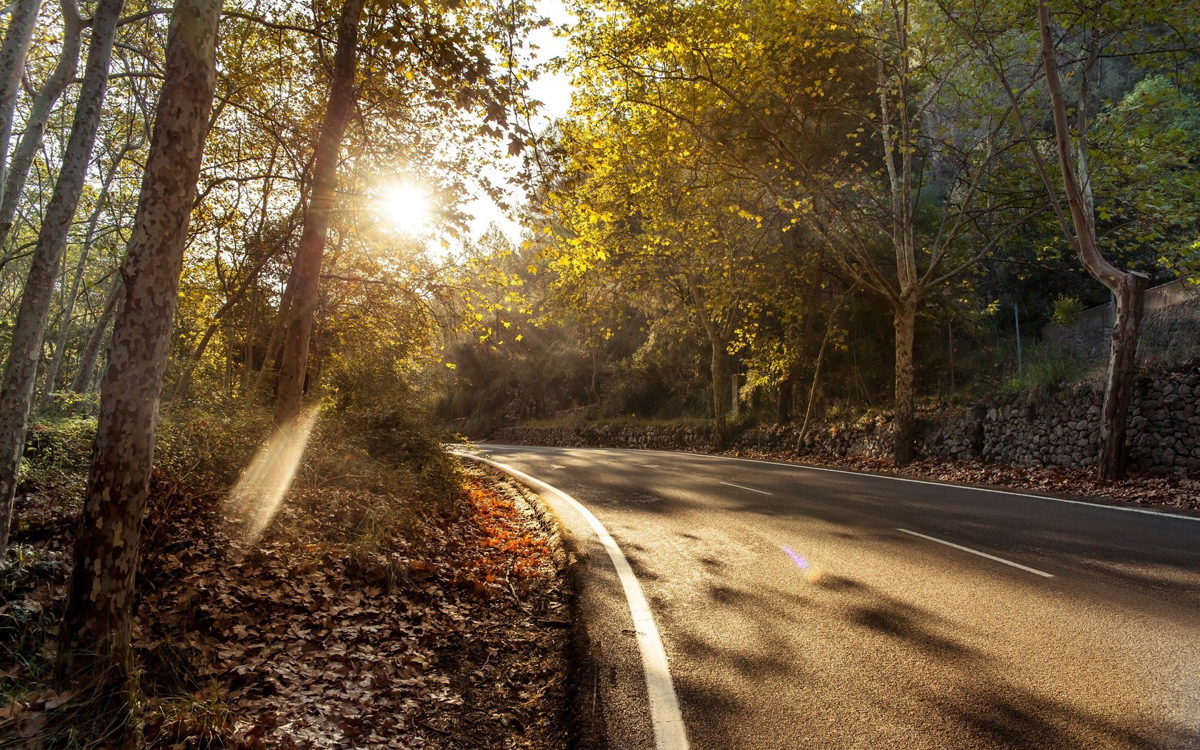 Sunlit road through autumn forest