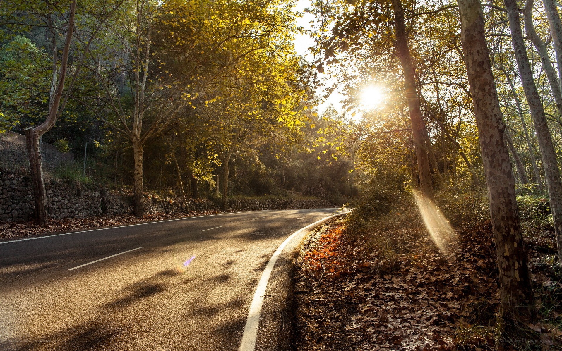 Sunlit road through autumn forest