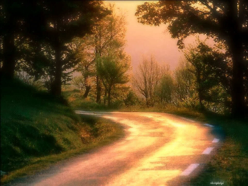 Sunlit road through forest