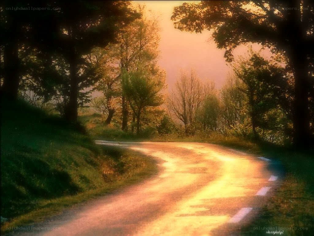 Sunlit road through forest