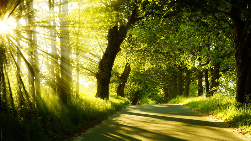 Sunlit Road Through Forest — Green, Serene