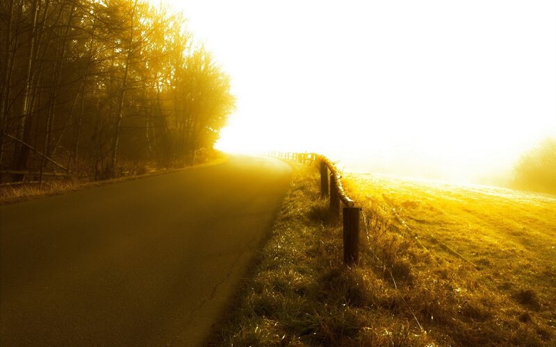Sunlit road through forest