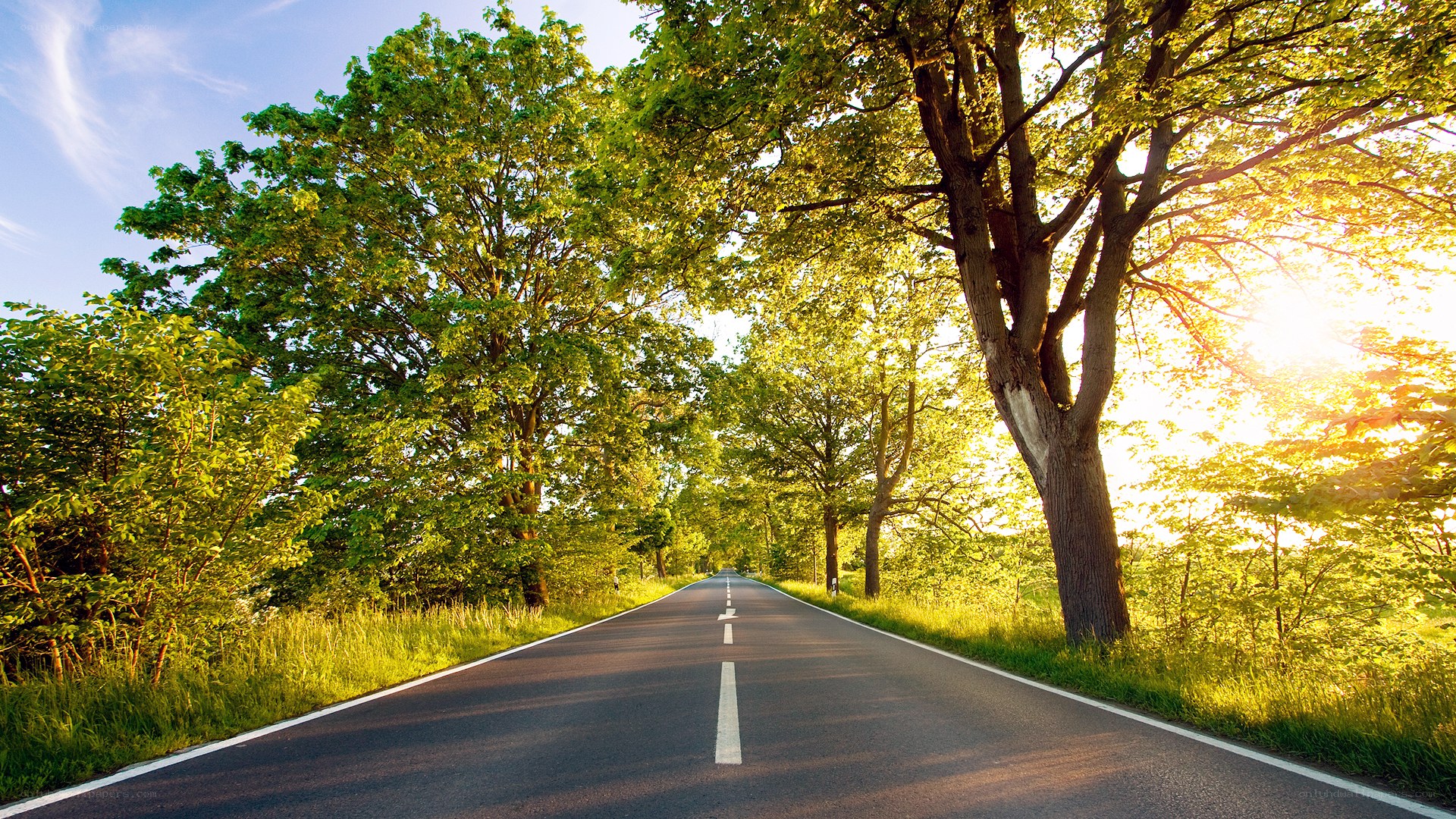Sunlit road through green trees