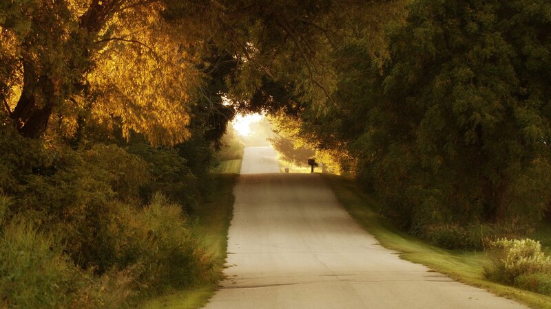 Sunlit road through tree tunnel