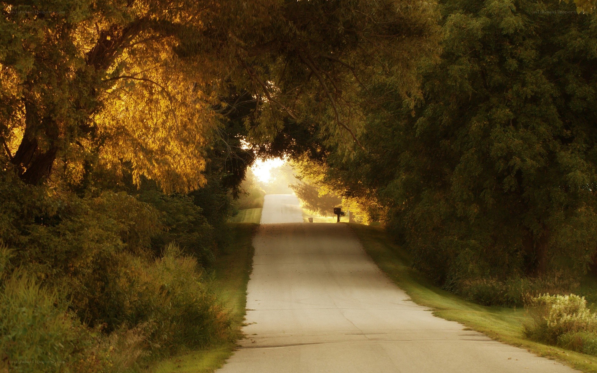 Sunlit road through tree tunnel
