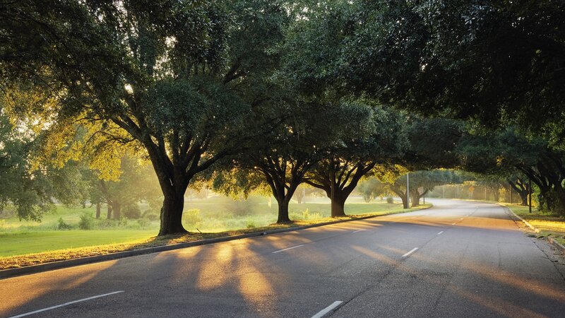Sunlit road under tree canopy