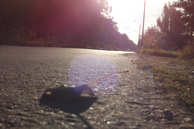 Sunlit road with fallen leaf