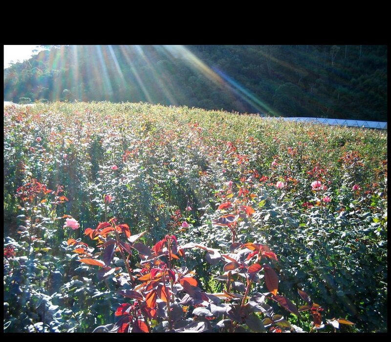 Sunlit rose field at dawn