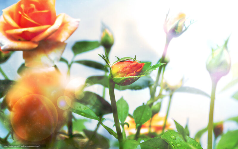 Sunlit rose garden