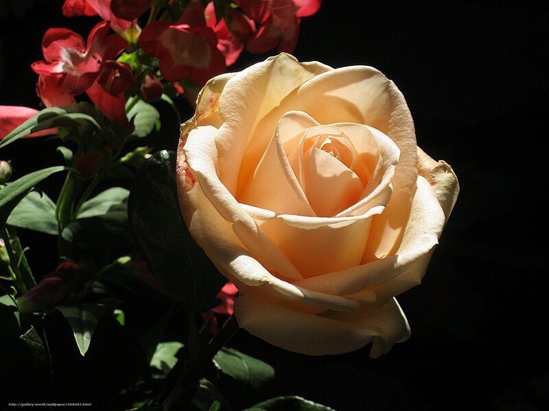 Sunlit rose in dark garden