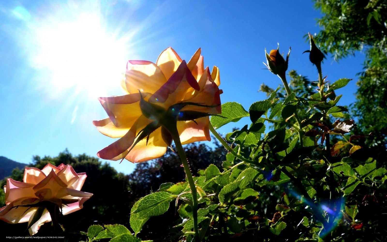 Sunlit rose in garden