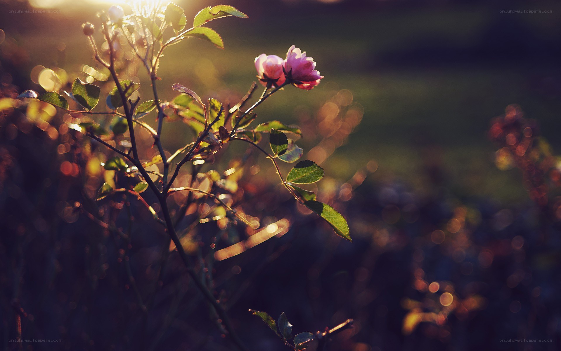 Sunlit rose in golden light