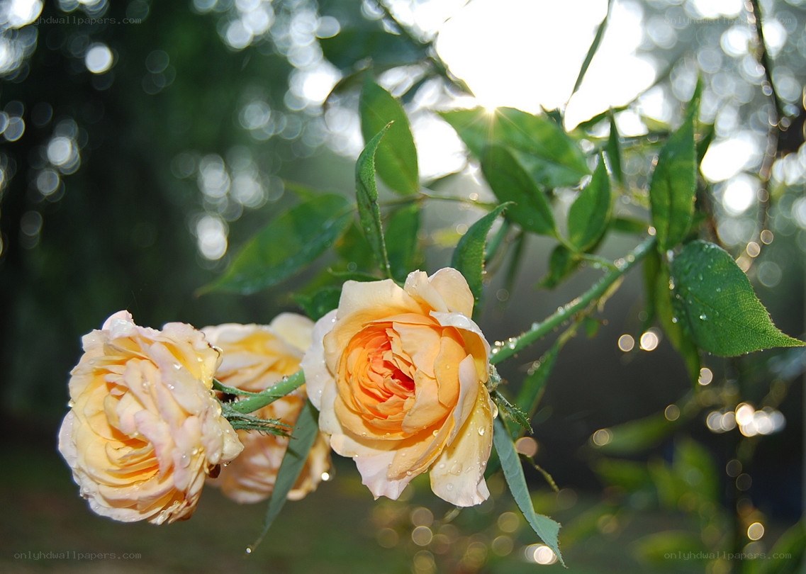 Sunlit roses with dewdrops
