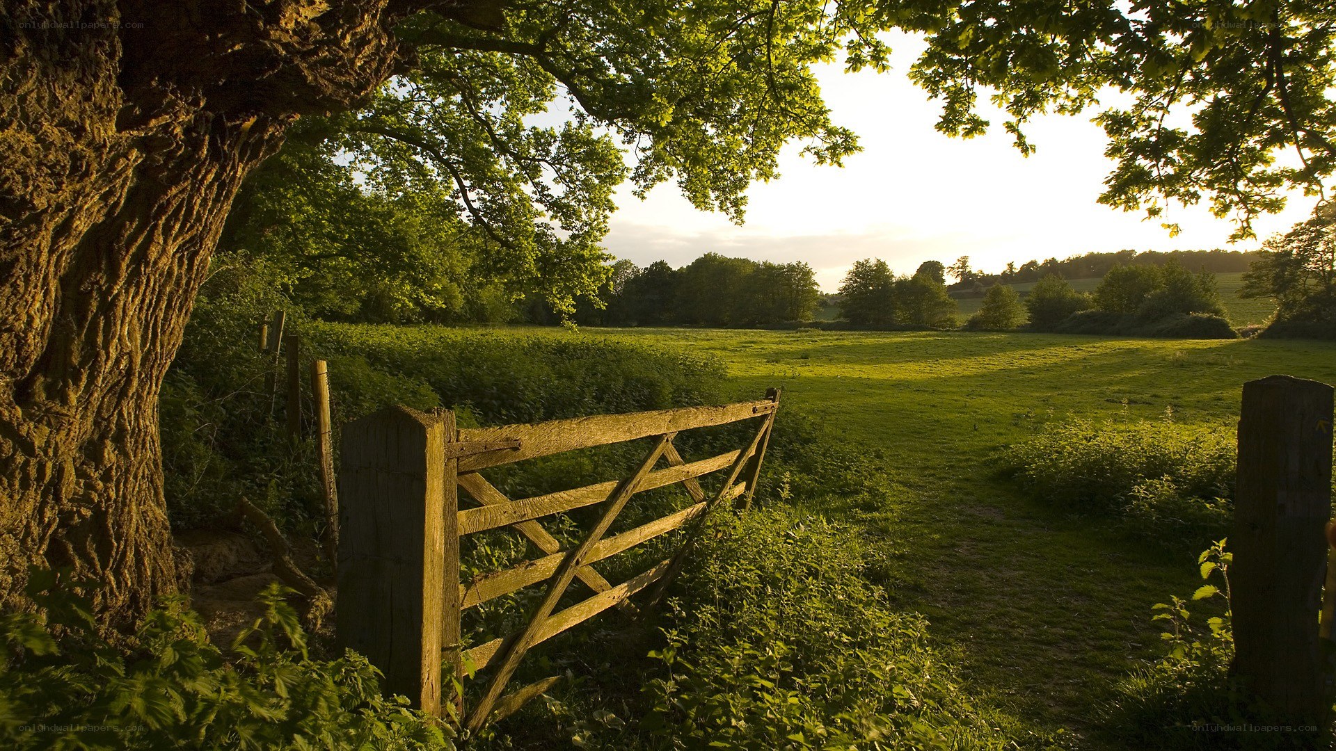 Sunlit rural gate and field