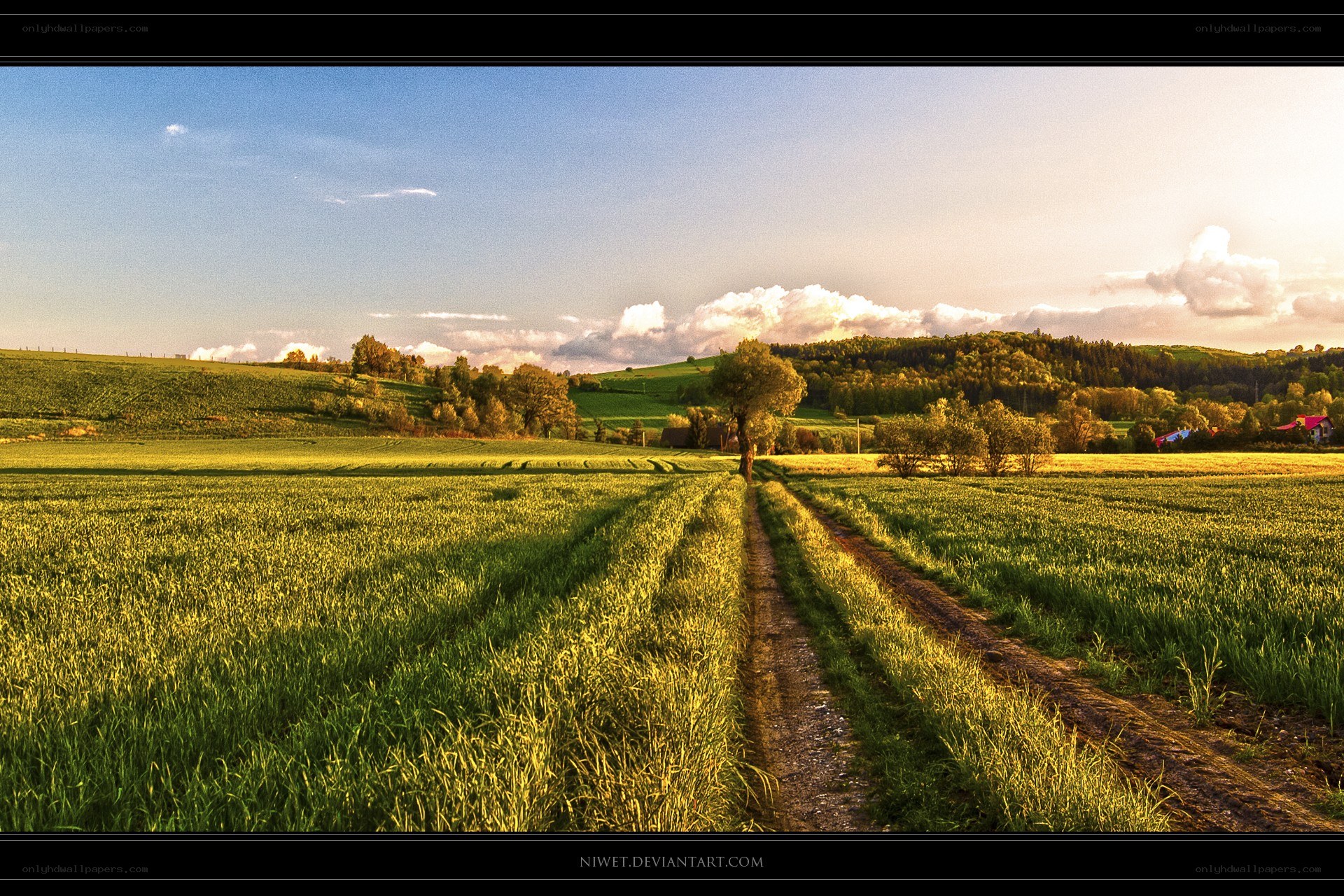 Sunlit rural landscape