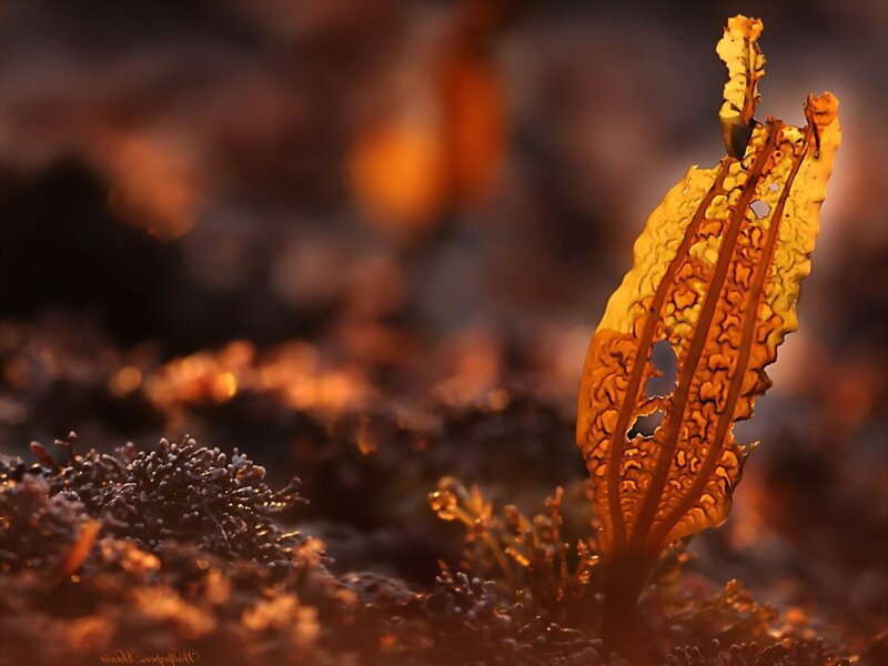 Sunlit seaweed at sunset