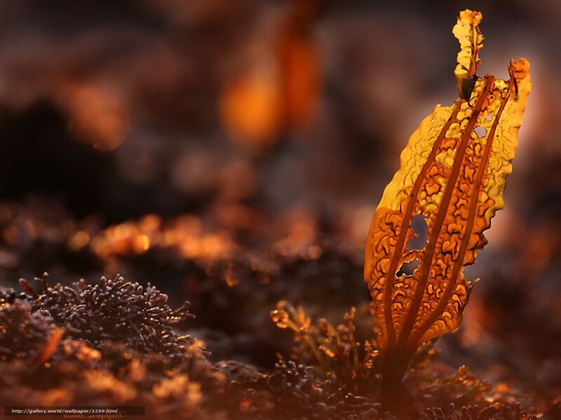 Sunlit seaweed in golden light