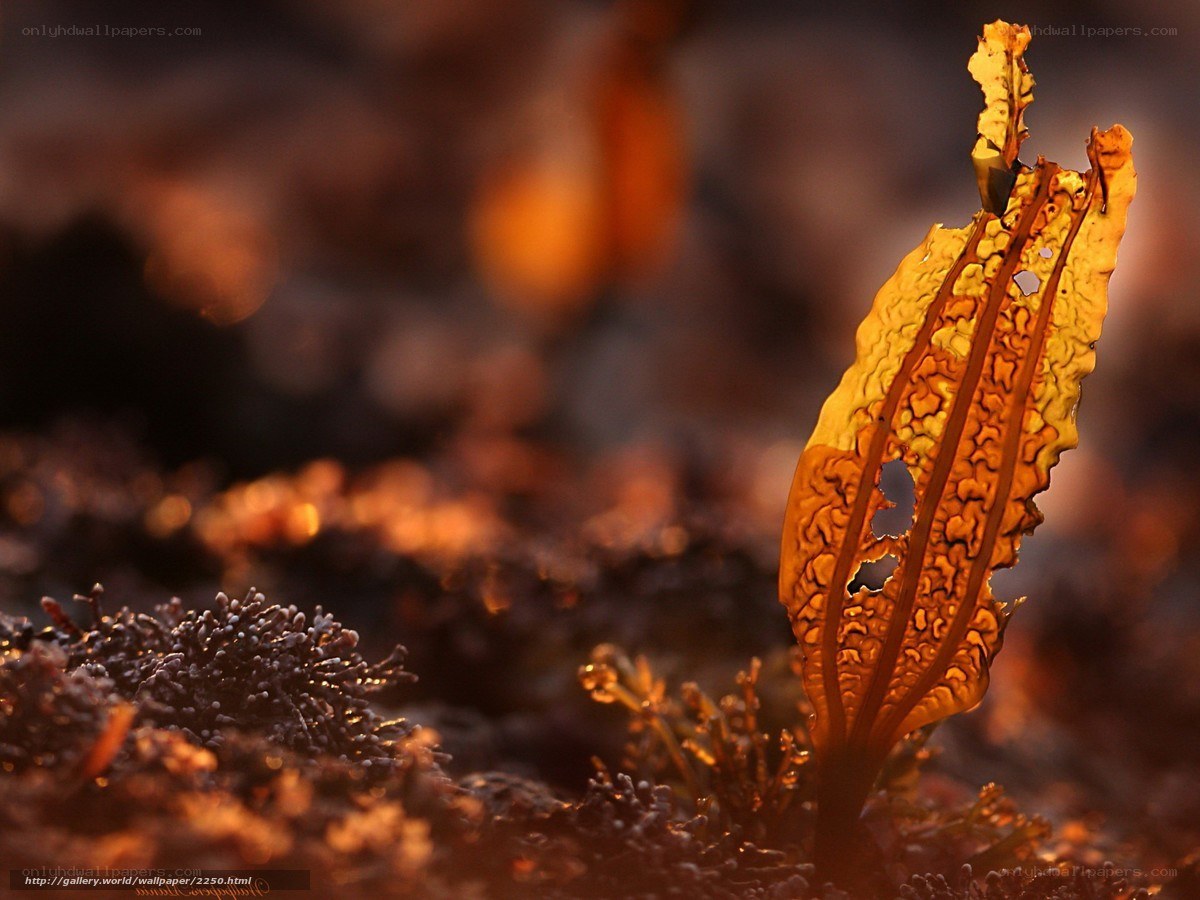 Sunlit seaweed in golden light