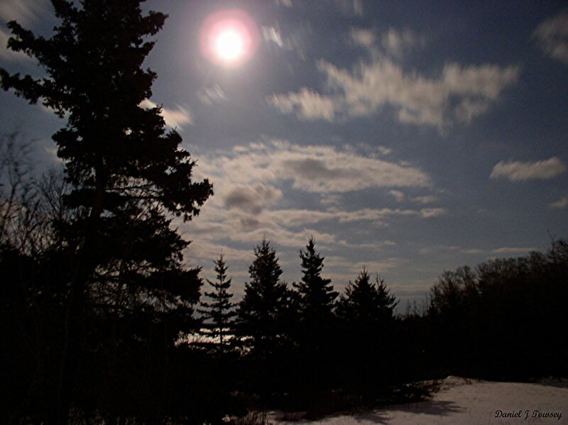 Sunlit sky over snowy trees