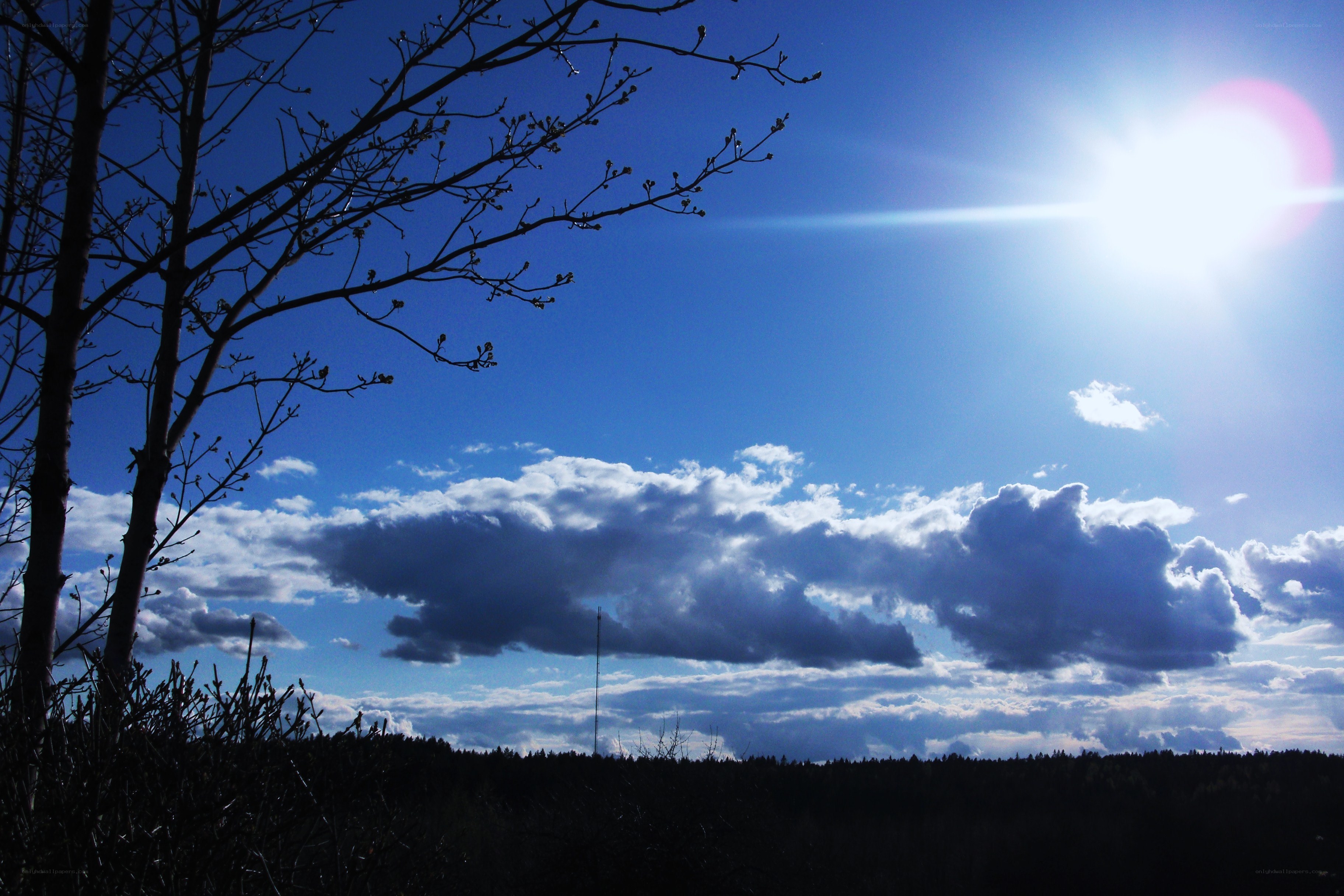 Sunlit sky with clouds and tree