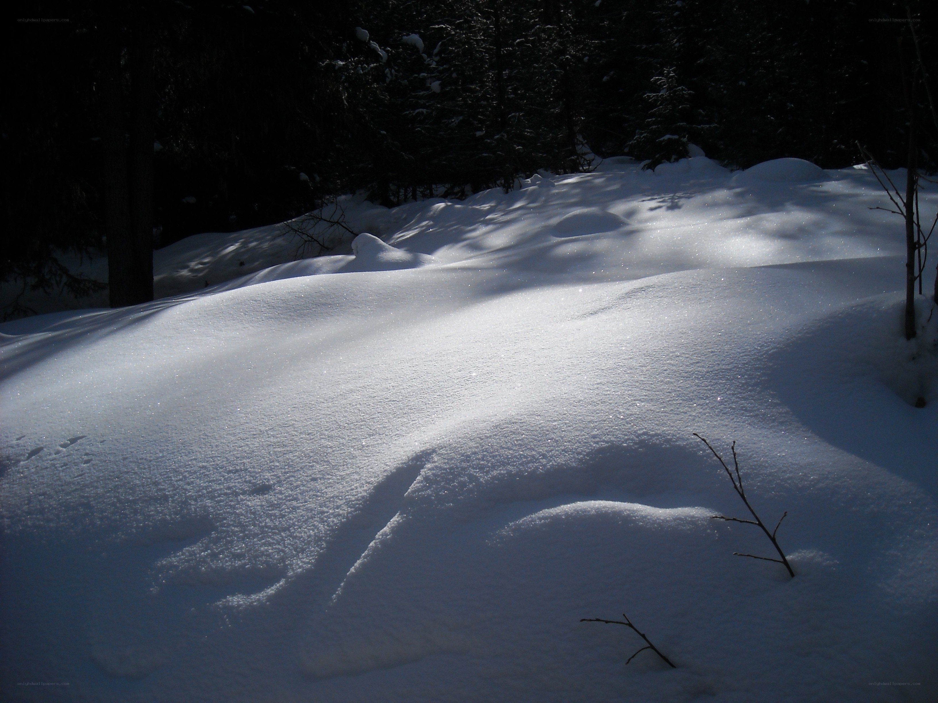 Sunlit snow in a forest