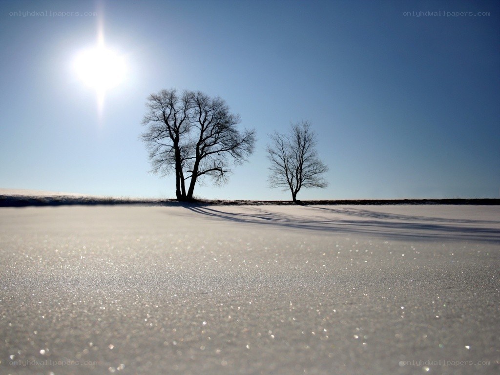 Sunlit snow with bare trees