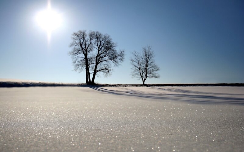 Sunlit snow with bare trees