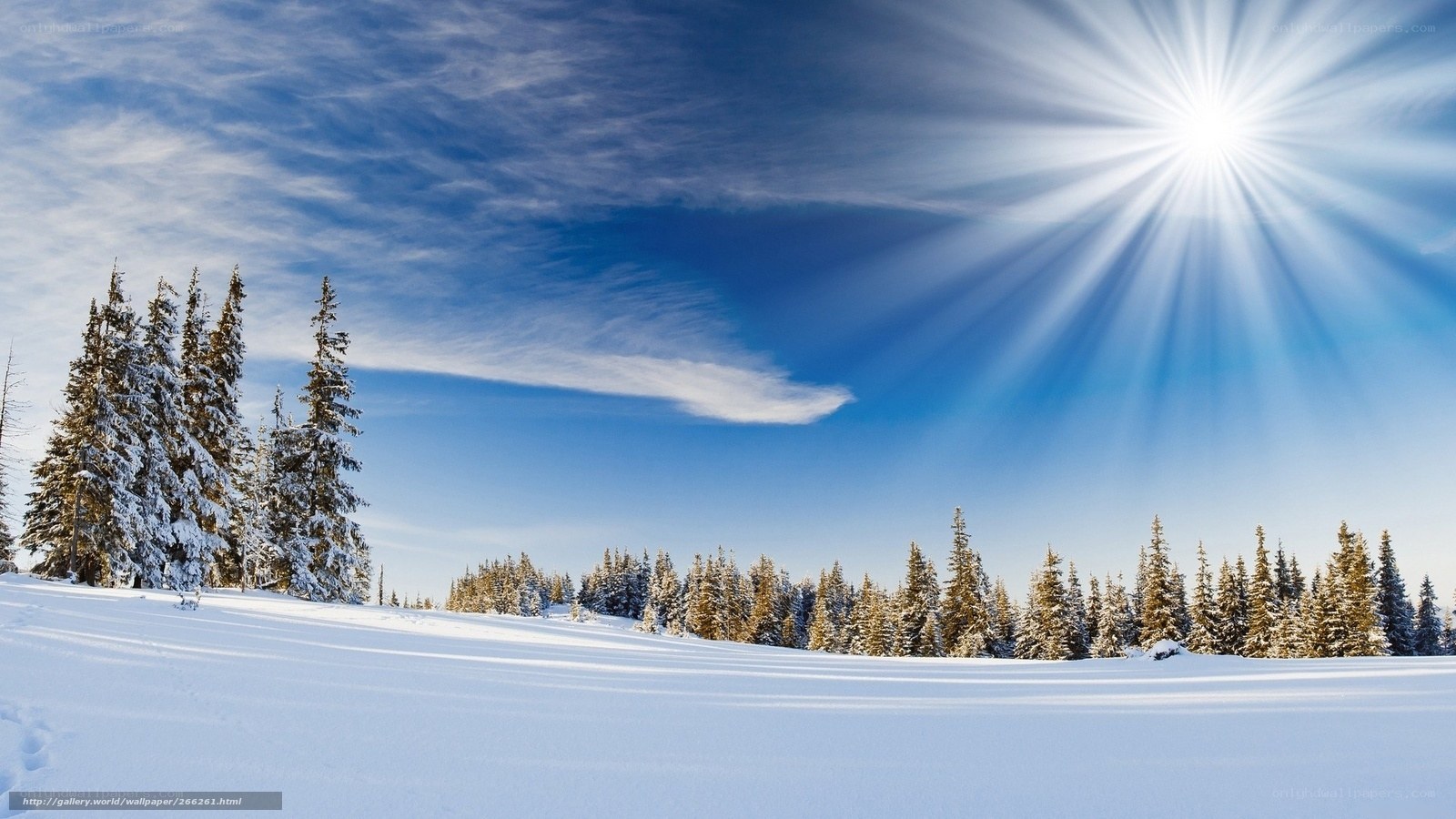 Sunlit snowy forest landscape
